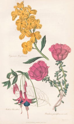 Item nr. 159167 Erysimum Perofskianum. Fuchsia Chandlerii. Portulacca Grandiflora var. rutila....