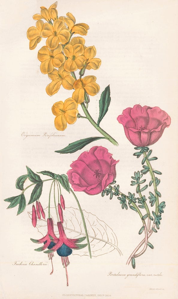 Item nr. 159167 Erysimum Perofskianum. Fuchsia Chandlerii. Portulacca Grandiflora var. rutila. The Floricultural Cabinet and Florist's Magazine. Floricultural Cabinet.