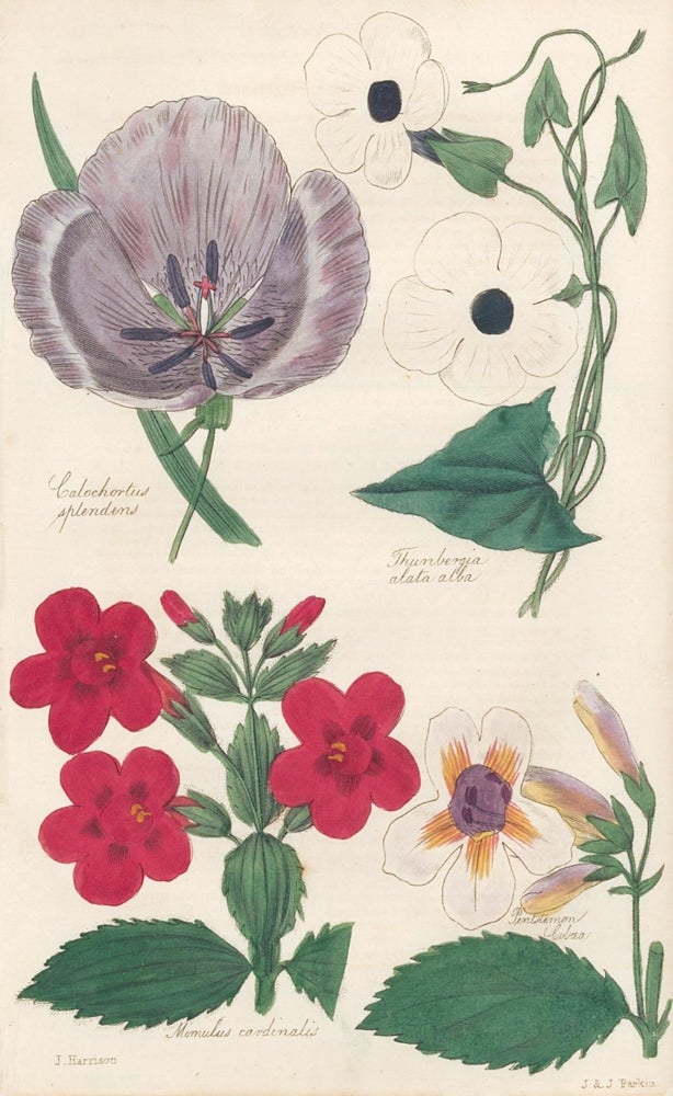 Item nr. 159168 Calochortus Splendens. Thynbergia Alata Alba. Mimulus Cardinalis. Pentstemon Lobaea. The Floricultural Cabinet and Florist's Magazine. Floricultural Cabinet.
