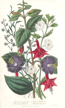 Item nr. 159171 Comosperma Gravilis. Fuchsia Standiskii. Lasiandra Petrolata. Nemophilo Atomaria....