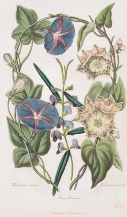 Item nr. 159172 Pharbitis Diversifolia. Hovea Manglesi. Philibertia Grandiflora. The...