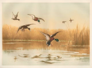 Item nr. 159732 Mallard Ducks in Flight. Unknown