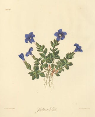Item nr. 159898 Gentiana verna (Spring Gentian). Margaret Lace Roscoe