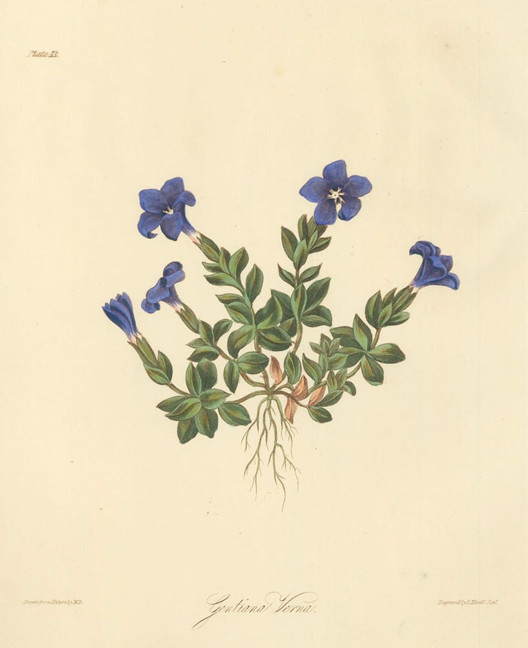 Item nr. 159898 Gentiana verna (Spring Gentian). Margaret Lace Roscoe.