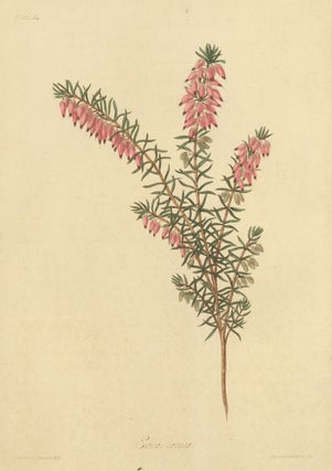 Item nr. 159899 Erica carnea (Flesh colored, early flowering Heath). Margaret Lace Roscoe
