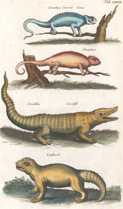 Item nr. 159980 Chamaeleon [Chameleon]; Crocodilus, Crocodyll [Crocodile]; Laudiuerba [extinct or...