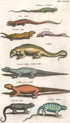 Item nr. 159982 Stern Eydex [lizard]; Scincus [Skink]; Chamelon Varius [chameleon]. Historia...