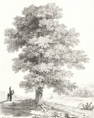 Item nr. 159987 [Oak Tree Study.]. Jean Victor Bertin