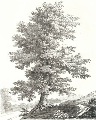 Item nr. 159988 [Oak Tree Study.]. Jean Victor Bertin