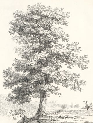 Item nr. 159989 [Oak Tree Study.]. Jean Victor Bertin