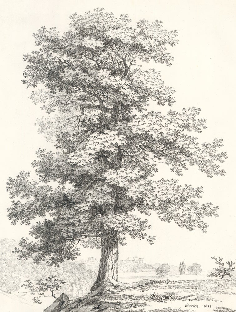 Item nr. 159989 [Oak Tree Study.]. Jean Victor Bertin.