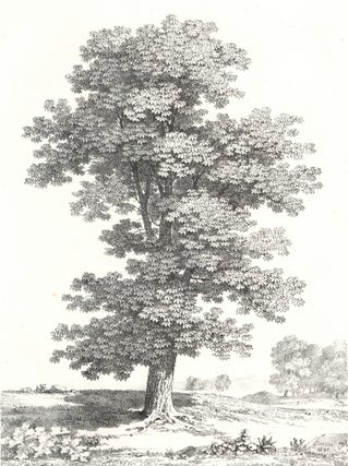 Item nr. 159990 [Oak Tree Study.]. Jean Victor Bertin