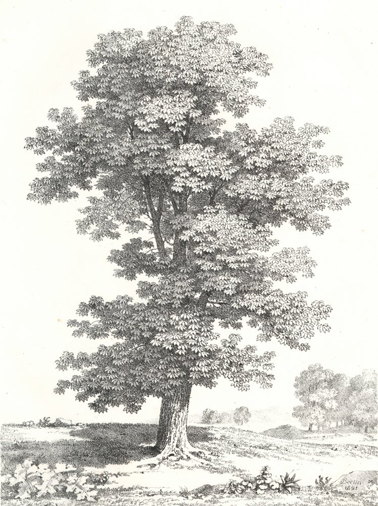 Item nr. 159990 [Oak Tree Study.]. Jean Victor Bertin.