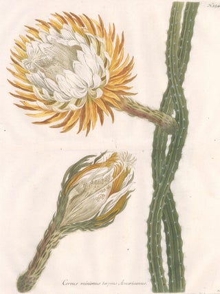 Item nr. 159991 Cereus Minimus Serpens Americanus. Phytanthosa Iconographia. Johann Wilhelm Weinmann