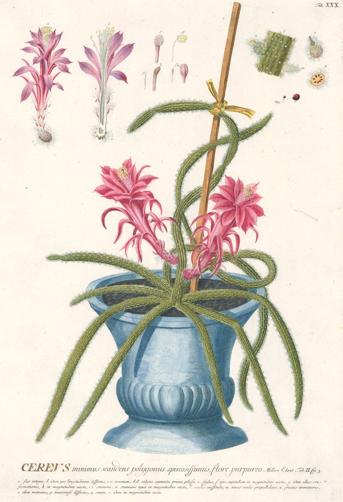 Item nr. 159993 Cereus minimus scandens polygonus spinosissimus, flore purpurco. Plantae Selectae. Christoph Jakob Trew.
