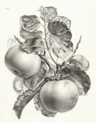 Item nr. 159995 Pomme de Reinette du Canada. Hussard