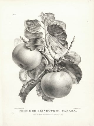 Pomme de Reinette du Canada.