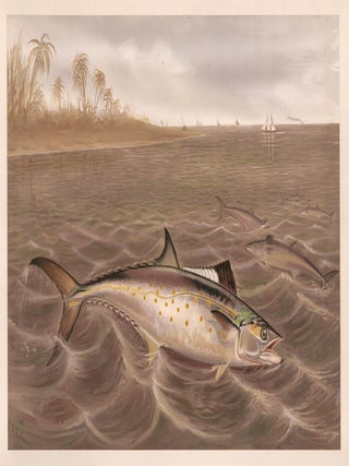 Item nr. 160164 Spanish Mackerel. Game Fishes of the United States. S. A Kilbourne