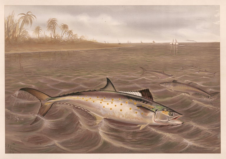 Item nr. 160164 Spanish Mackerel. Game Fishes of the United States. S. A. Kilbourne.