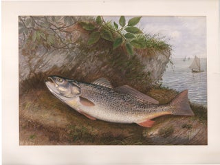 Item nr. 160165 Weakfish. Game Fishes of the United States. S. A. Kilbourne