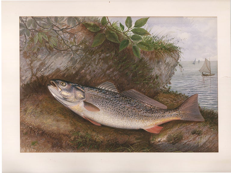Item nr. 160165 Weakfish. Game Fishes of the United States. S. A. Kilbourne.