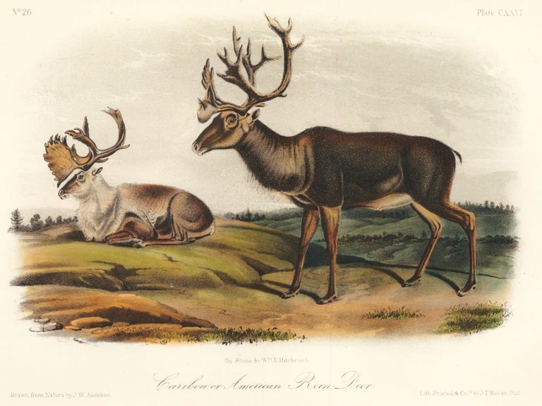 Item nr. 160448 Caribou or American Rein Deer. The Quadrupeds of North America. John James Audubon.