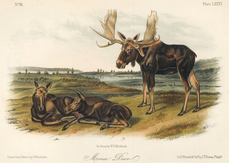 Item nr. 160449 Moose Deer. The Quadrupeds of North America. John James Audubon.