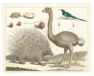 Item nr. 160574 Ostrich, porcupine, and hedgehog. Locupletissimi rerum naturalium thesauri...
