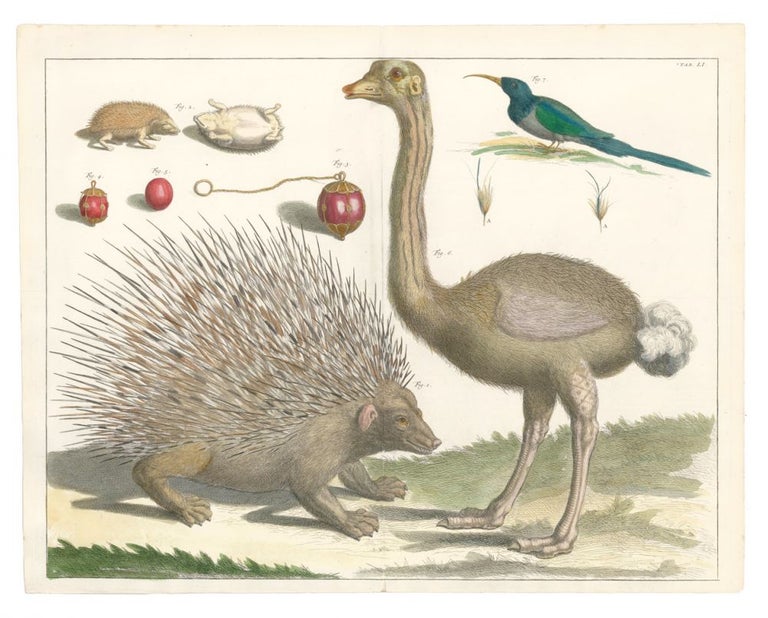 Item nr. 160574 Ostrich, porcupine, and hedgehog. Locupletissimi rerum naturalium thesauri accurata descriptio, et iconibus artificiossimis expressio, per universam physices historiam. Albertus Seba.