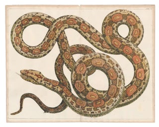 Item nr. 160583 Spotted snake. Locupletissimi rerum naturalium thesauri accurata descriptio, et...