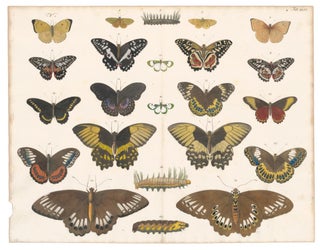 Item nr. 160584 Butterflies and caterpillars. Locupletissimi rerum naturalium thesauri accurata...