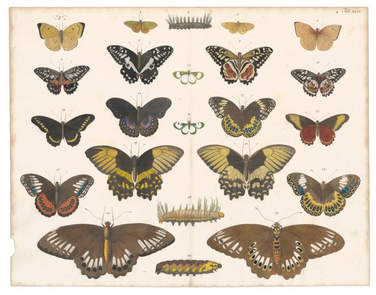 Item nr. 160584 Butterflies and caterpillars. Locupletissimi rerum naturalium thesauri accurata descriptio, et iconibus artificiossimis expressio, per universam physices historiam. Albertus Seba.