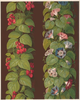 Item nr. 160700 The French Bean and the Convolvolus. Specimens of Ornamental Art. Lewis Gruner