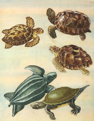 Item nr. 161043 Gopher Tortoise, Hawksbill, Loggerhead, Leatherback and Map Turtles. Unknown