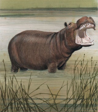 Item nr. 161045 Hippopotamus. Unknown