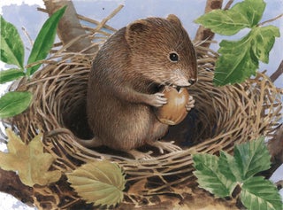 Item nr. 161053 Vole Eating a Hazelnut. Reginald B. Davis