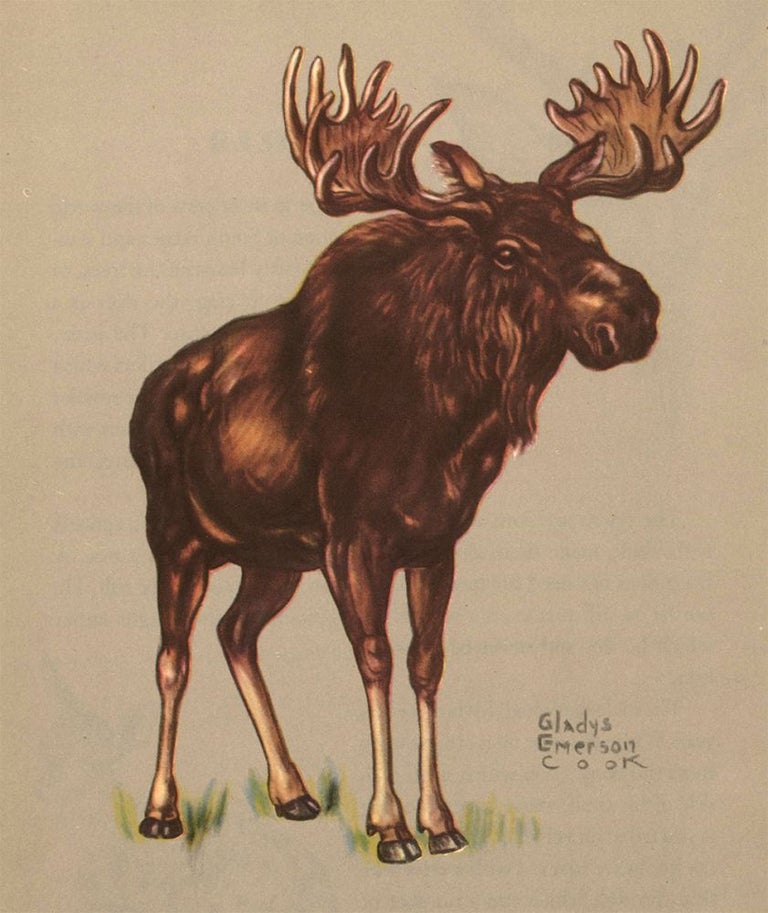 Item nr. 161163 Moose. Zoo Animals. Gladys Emerson Cook.