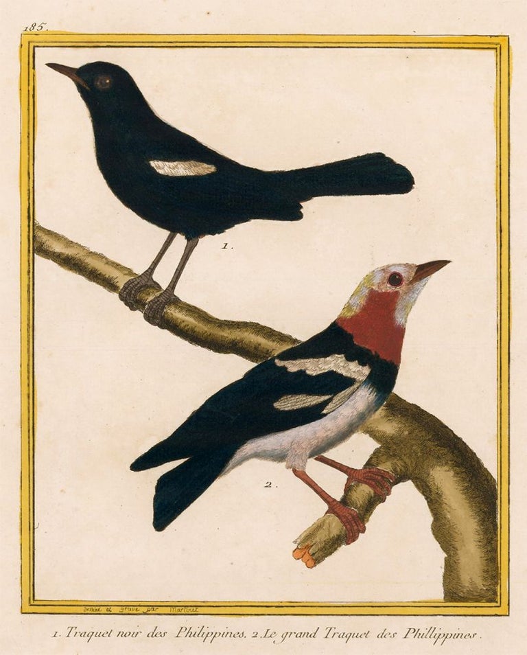 Item nr. 161204 Traquet noir des Philippines and Le grand Traquet des Philippines. Histoire Naturelle des Oiseaux. Georges Louis Buffon.