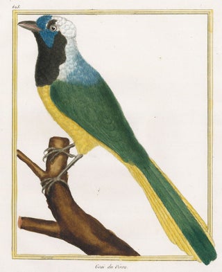 Item nr. 161205 Geai du Perou. Histoire Naturelle des Oiseaux. Georges Louis Buffon