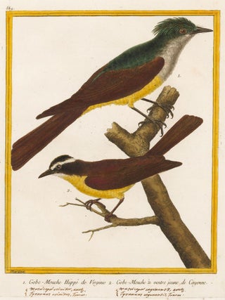 Item nr. 161207 Gobe-Mouche Huppe de Virginie and Gobe-Mouche a ventre jaune de Cayenne. Histoire...