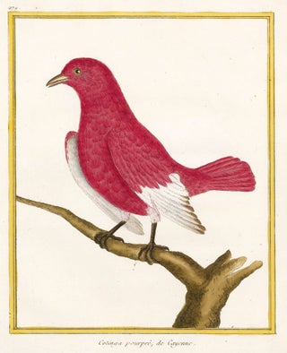 Item nr. 161209 Cotinga Pourpre de Cayenne. Histoire Naturelle des Oiseaux. Georges Louis Buffon