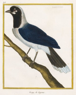 Item nr. 161210 Geay, de Cayenne. Histoire Naturelle des Oiseaux. Georges Louis Buffon