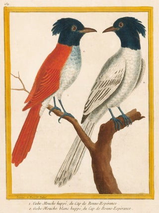 Item nr. 161214 Gobe-Mouche huppe, du Cap de Bonne-Esperance and Gobe-Mouche blanc huppe du Cap...
