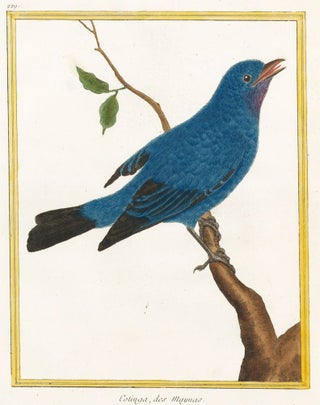 Item nr. 161215 Cotinga, des Maynas. Histoire Naturelle des Oiseaux. Georges Louis Buffon