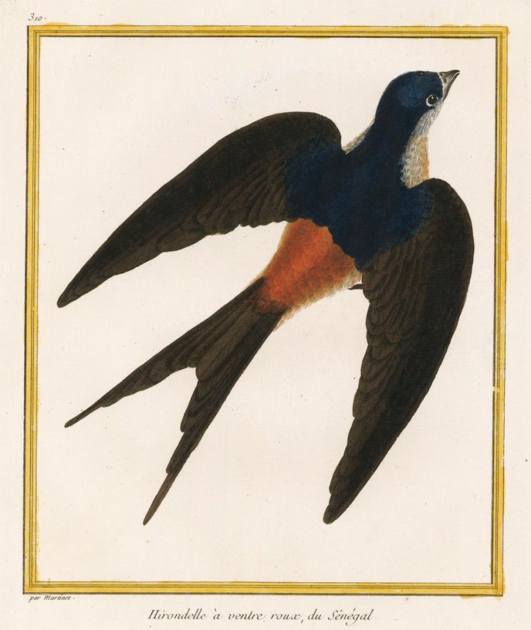 Item nr. 161217 Hirondelle a ventre roux, du Senegal. Histoire Naturelle des Oiseaux. Georges Louis Buffon.