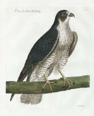 Item nr. 161218 Foucon-Sors. Petit Atlas d'Ornithologie. Alexandre Martinet