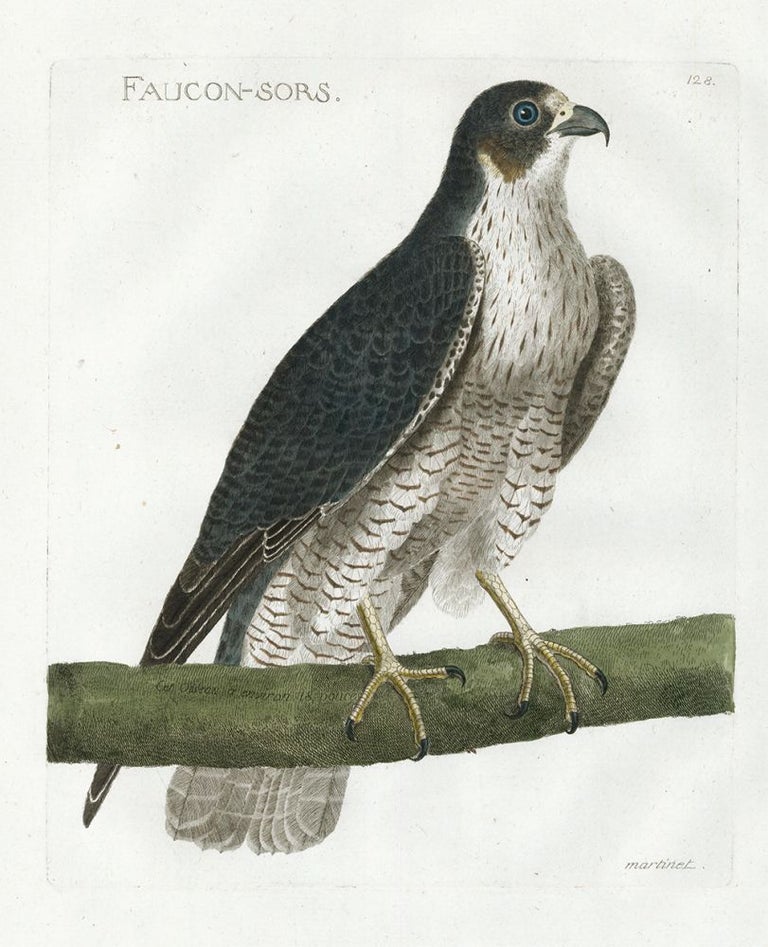 Item nr. 161218 Foucon-Sors. Petit Atlas d'Ornithologie. Alexandre Martinet.