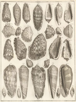 Item nr. 161449 Tom. 3. Tab. LXXIII. Locupletissimi rerum naturalium thesauri accurata...