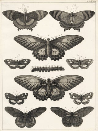 Item nr. 161453 Tom. 4. Tab. XVI. Locupletissimi rerum naturalium thesauri accurata descriptio,...