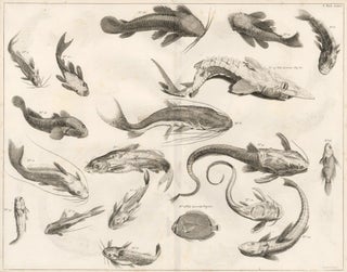 Item nr. 161456 Tom. 3. Tab. XXIX. Locupletissimi rerum naturalium thesauri accurata descriptio,...